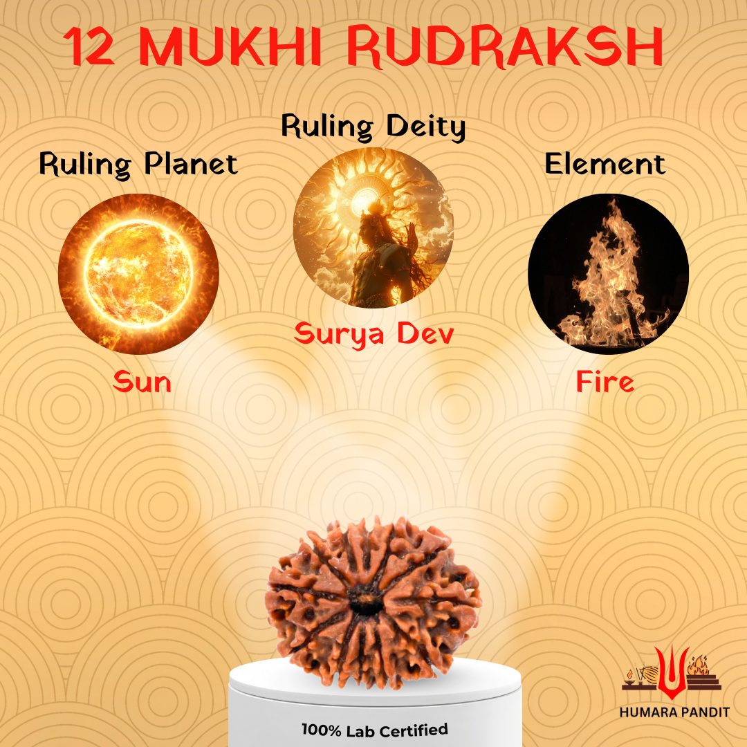 12 Mukhi Nepali Rudraksha – Leadership, Radiance & Solar Confidence ☀️👑