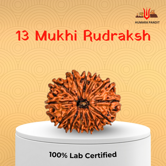 13 Mukhi Nepali Rudraksha – Attraction, Manifestation & Divine Magnetism 💫❤️