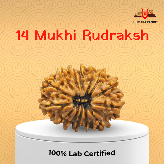 14 Mukhi Nepali Rudraksha – Intuition, Courage & Divine Vision 👁️🔱