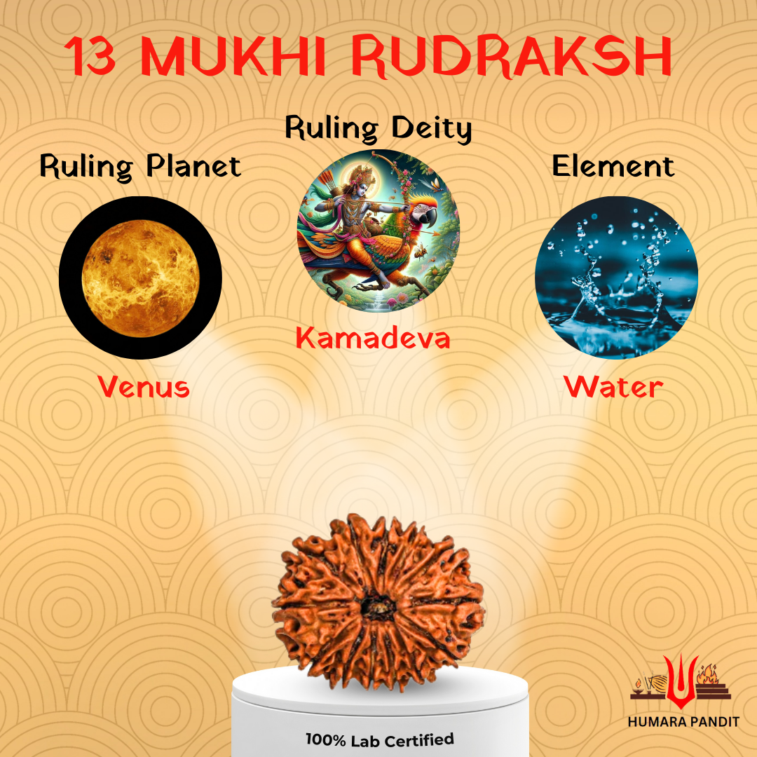 13 Mukhi Nepali Rudraksha – Attraction, Manifestation & Divine Magnetism 💫❤️