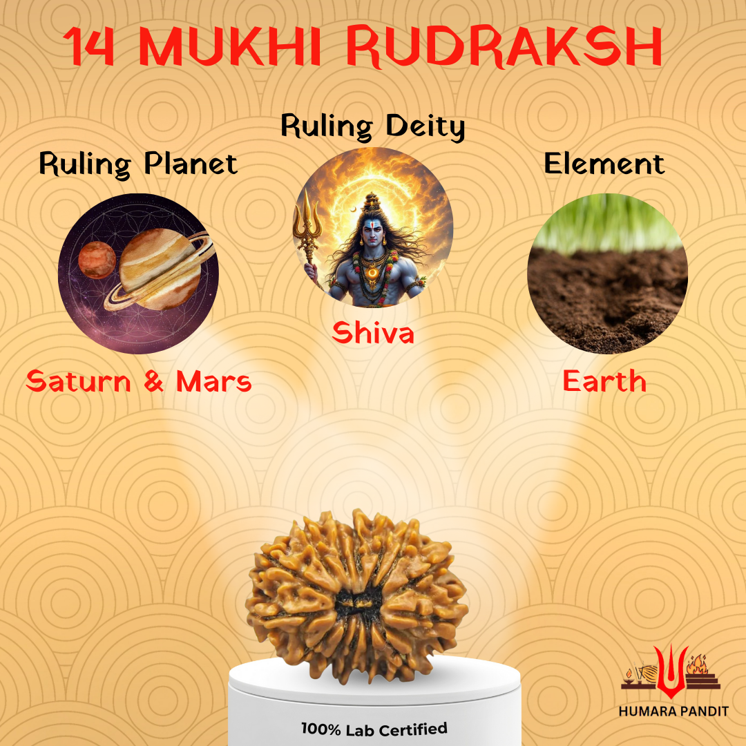 14 Mukhi Nepali Rudraksha β Intuition, Courage & Divine Vision ποΈπ±