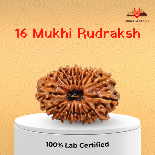 16 Mukhi Nepali Rudraksha – Protection, Fearlessness & Mahamrityunjaya Blessings 🛡️🕉️