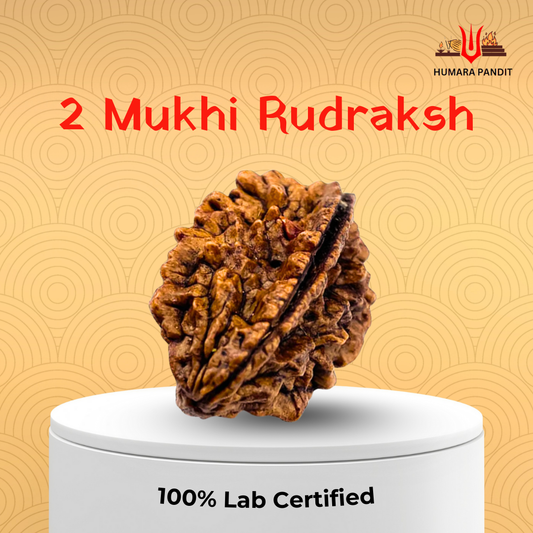 2 Mukhi Nepali Rudraksha – Harmony, Relationships & Divine Union 🕉️