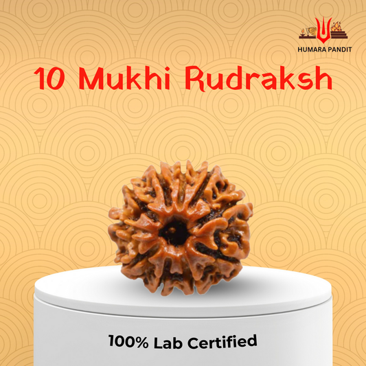 10 Mukhi Nepali Rudraksha – Protection, Balance & Divine Support 🛡️🔱