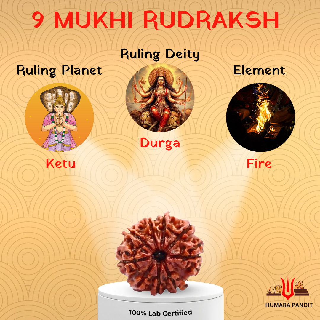 9 Mukhi Nepali Rudraksha โ Shakti, Protection & Fearlessness โ๏ธ๐บ