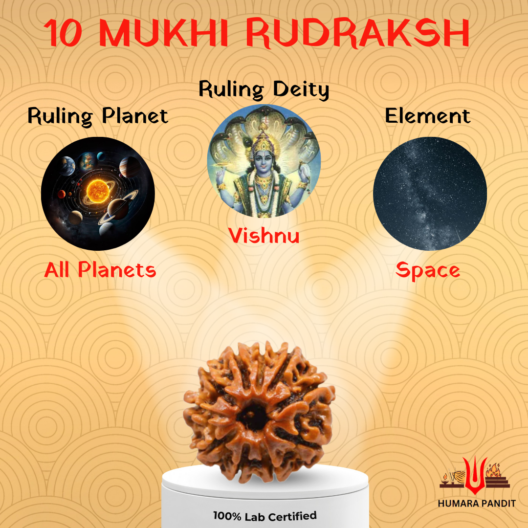 10 Mukhi Nepali Rudraksha – Protection, Balance & Divine Support 🛡️🔱