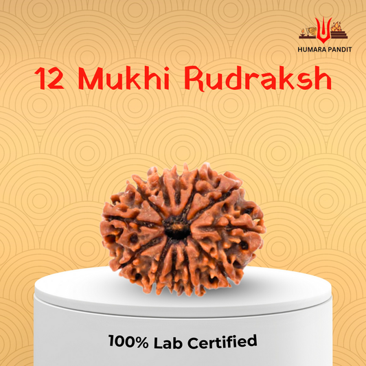 12 Mukhi Nepali Rudraksha – Leadership, Radiance & Solar Confidence ☀️👑