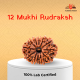 12 Mukhi Nepali Rudraksha – Leadership, Radiance & Solar Confidence ☀️👑