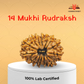 14 Mukhi Nepali Rudraksha – Intuition, Courage & Divine Vision 👁️🔱
