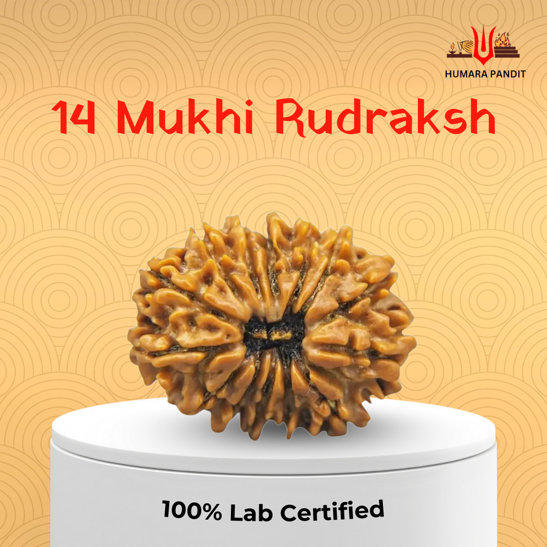 14 Mukhi Nepali Rudraksha – Intuition, Courage & Divine Vision 👁️🔱