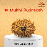 14 Mukhi Nepali Rudraksha – Intuition, Courage & Divine Vision 👁️🔱
