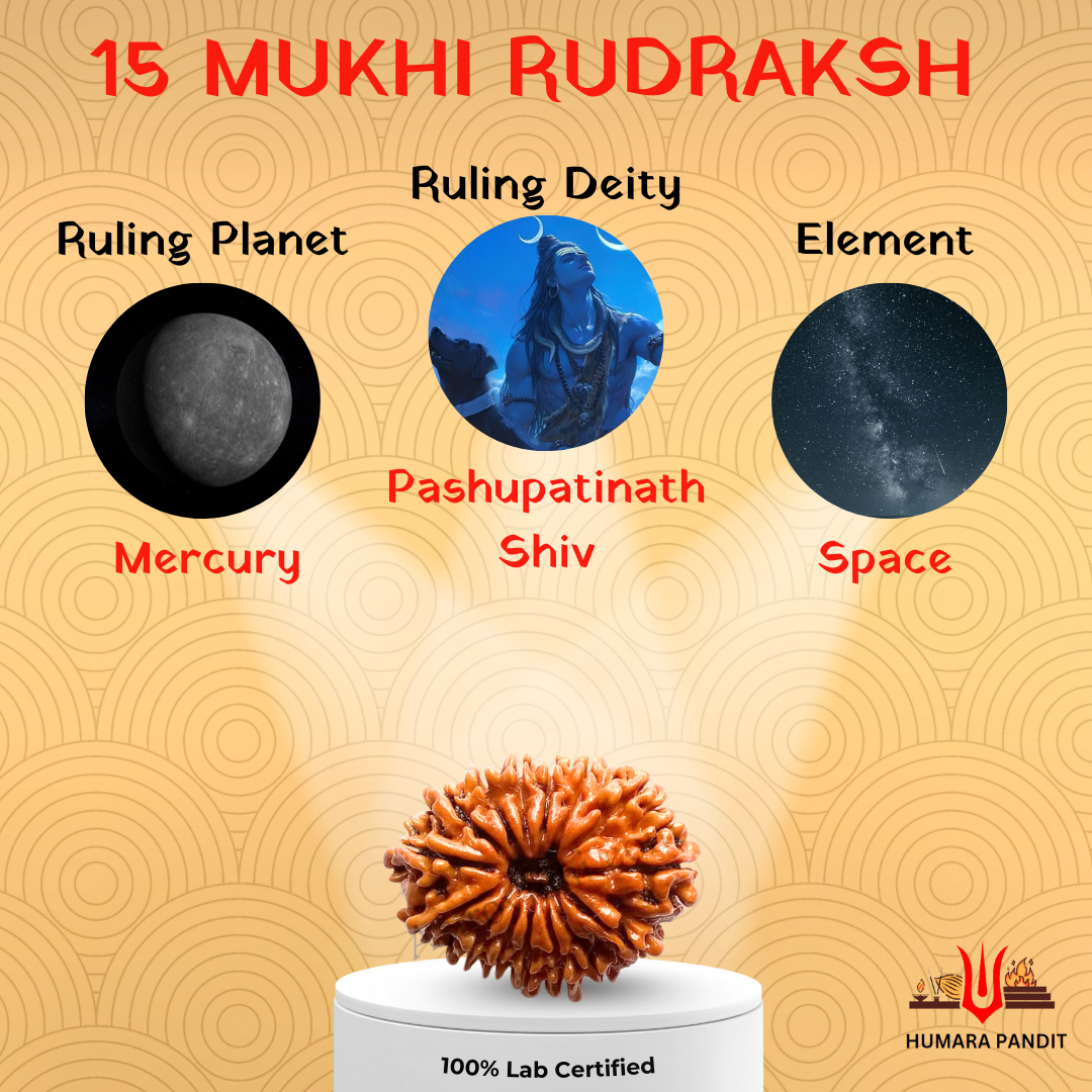 15 Mukhi Nepali Rudraksha – Divine Love, Healing & Heart Awakening 💖🕉️