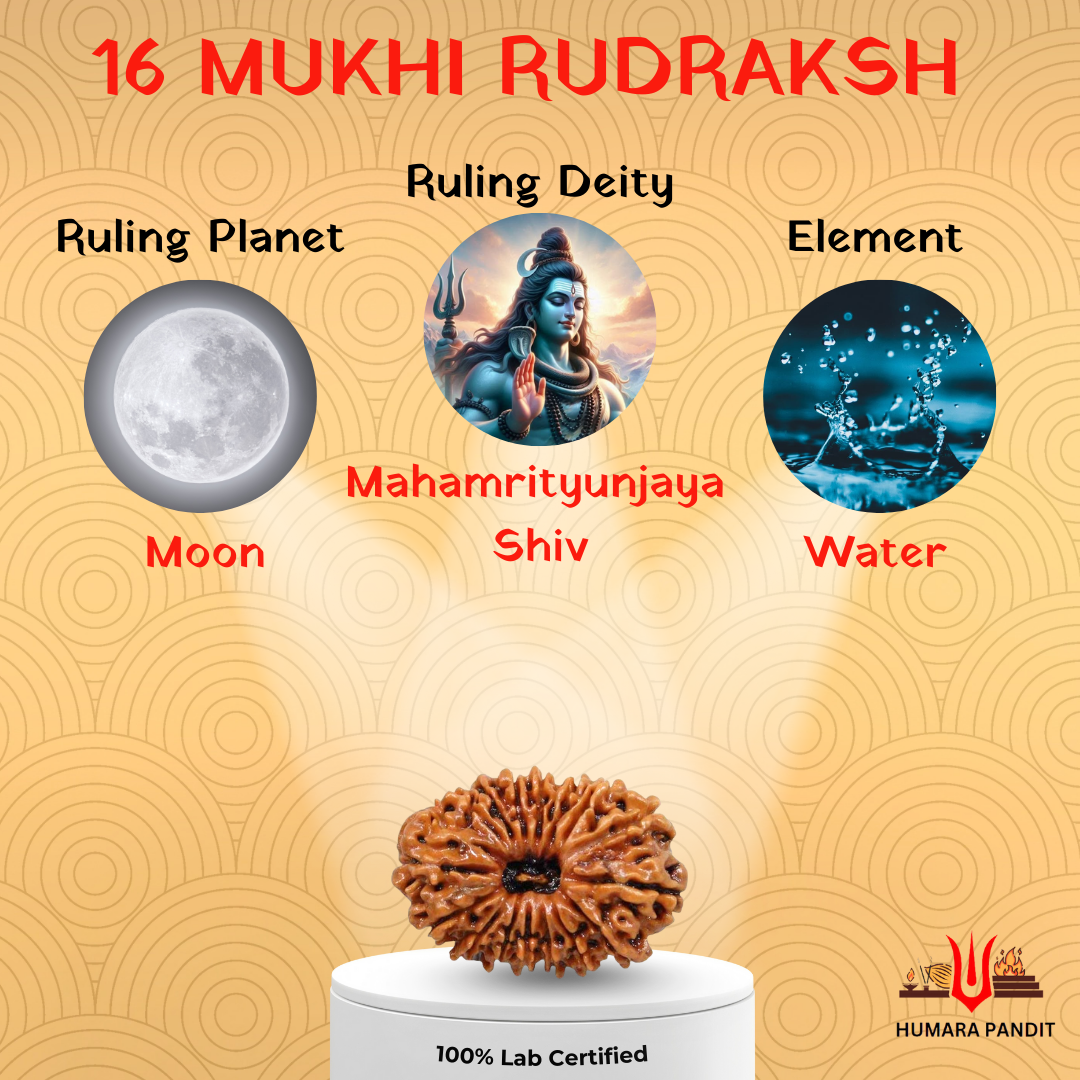 15 Mukhi Nepali Rudraksha – Divine Love, Healing & Heart Awakening 💖🕉️