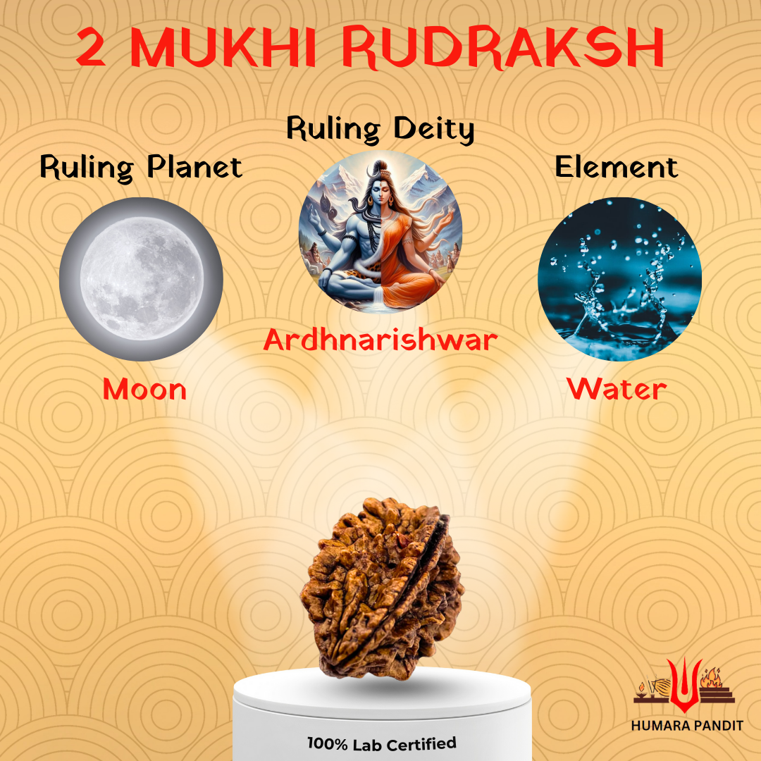 2 Mukhi Nepali Rudraksha – Harmony, Relationships & Divine Union 🕉️