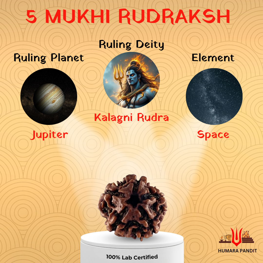5 Mukhi Nepali Rudraksha – Peace, Focus & Spiritual Upliftment 🕉️