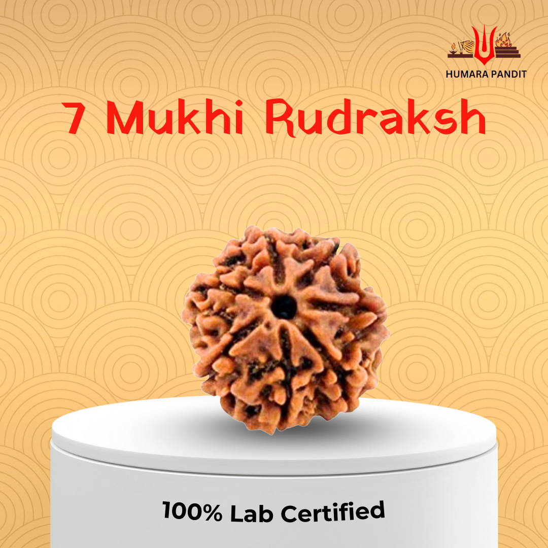 7 Mukhi Nepali Rudraksha – Wealth, Prosperity & Divine Blessings 💰