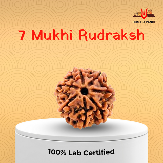 7 Mukhi Nepali Rudraksha – Wealth, Prosperity & Divine Blessings 💰