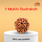 7 Mukhi Rudraksha – Blessed at Mahalakshmi Ambabai Temple, Kolhapur