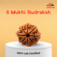 8 Mukhi Nepali Rudraksha – Removal of Obstacles & New Beginnings 🐘✨