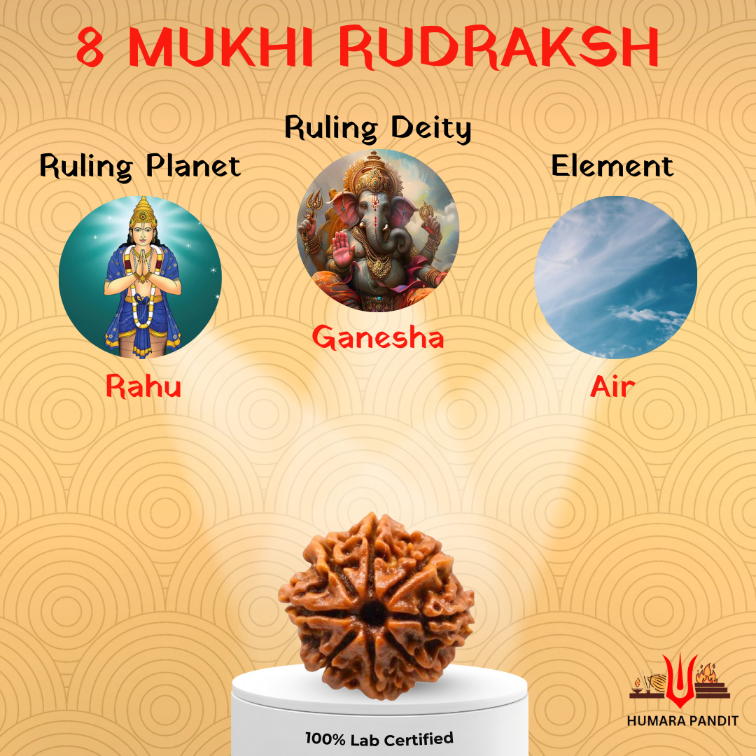 8 Mukhi Nepali Rudraksha – Removal of Obstacles & New Beginnings 🐘✨
